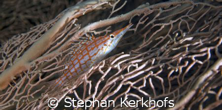 longnose hawkfish (oxycirrhites typus) taken at shark ree... by Stephan Kerkhofs 